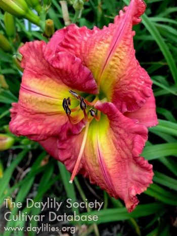 Daylily Ultimate Spinach