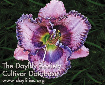 Daylily Ultra Violet Blues