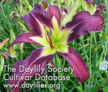 Daylily Under the Wire