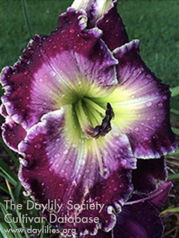 Daylily Unexpected Journey