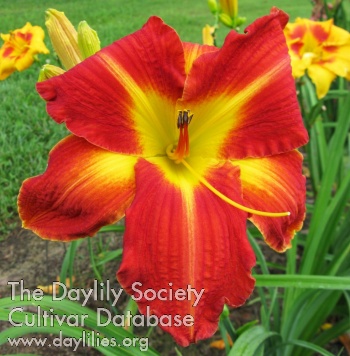 Daylily Unexpected Mentor
