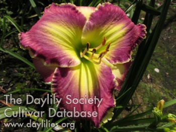 Daylily Unexpected Mysteries
