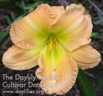 Daylily Unfailing Love