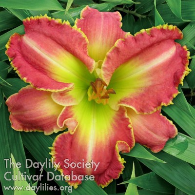 Daylily Unbridled by Constraints