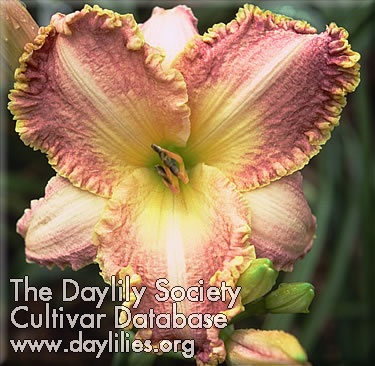 Daylily Unnameable Namer