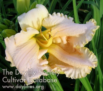 Daylily Unpredictable You