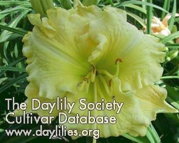 Daylily Victorian Garden Fine and Dandy