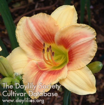 Daylily Veins of Truth