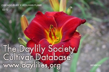 Daylily Vesuvian Ruby