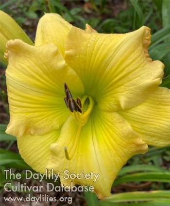 Daylily Victorian Gold