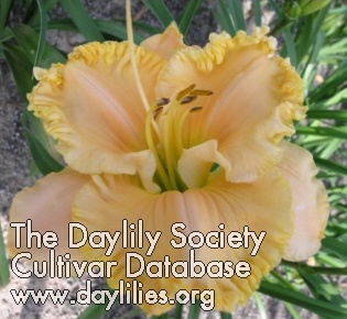Daylily Victorian Queen