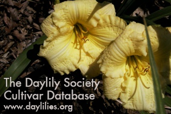 Daylily Video