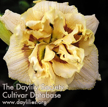 Daylily Viennese Truffle