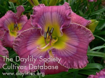 Daylily View from the Top