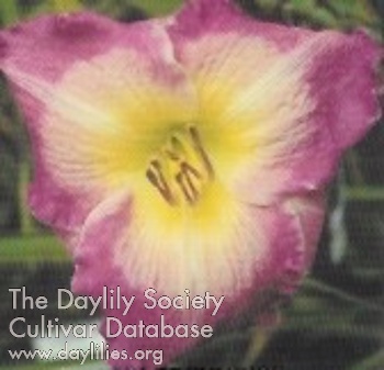 Daylily Violet Sunrise