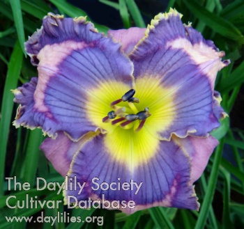 Daylily Violets are Blue