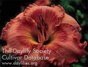 Daylily Vision Quest