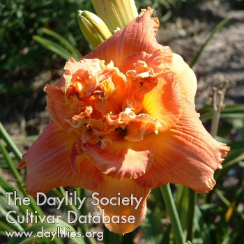 Daylily Vision of Love