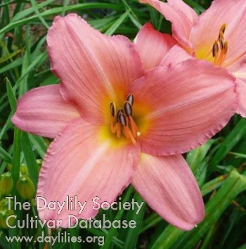 Daylily Vivacious