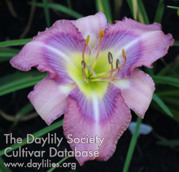 Daylily Voices Carry