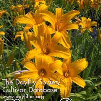 Daylily Volcan Fuego