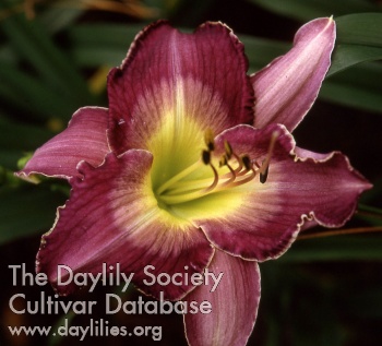 Daylily Voltaire
