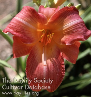 Daylily Voluptuous Pink