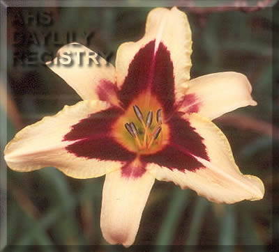 Daylily Volusian Spider