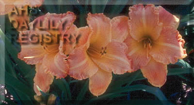 Daylily Voyager Glamour Girl