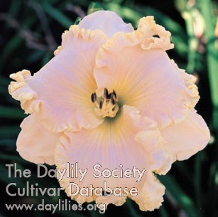 Daylily Victorian Lace