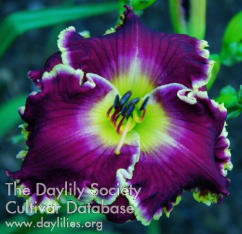 Daylily Violet Becomes You