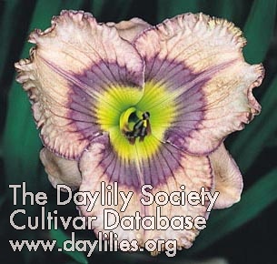 Daylily Violet Reflections