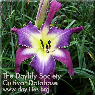 Daylily Violet Sabrewing