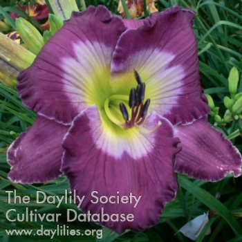 Daylily Violet Blue Note