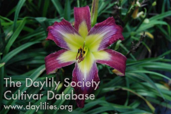 Daylily Violet Spring
