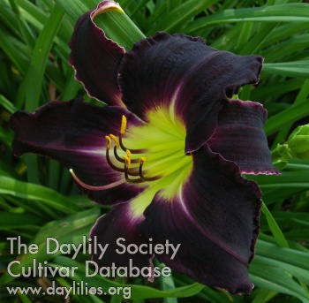 Daylily VT Purple Passion