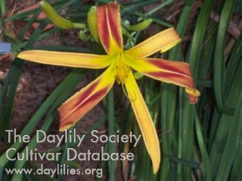Daylily Watchyl Dancing Spider