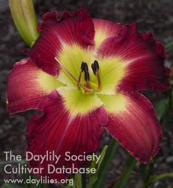 Daylily Westbourne Mom's Whistling Teapot
