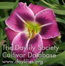 Daylily Westbourne on the Wings of a Dove
