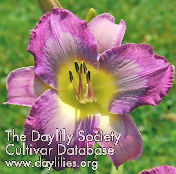 Daylily When You're Lonely