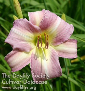 Daylily Willowware