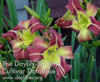 Daylily Waiting for Mr Wright