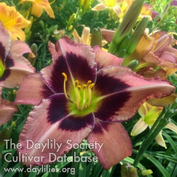 Daylily Walk for a Difference
