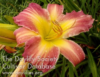 Daylily Walking the Line