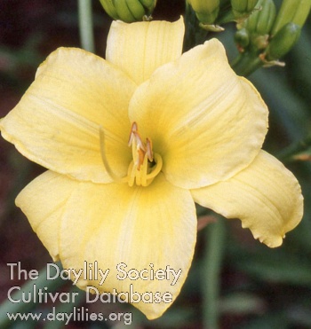 Daylily Walnut Creek