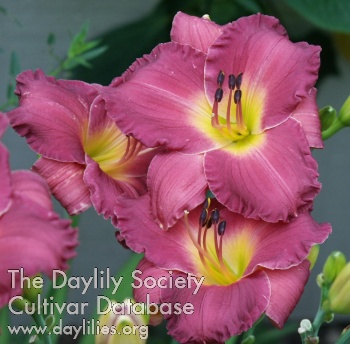 Daylily Walter's Rose Purple