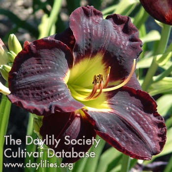 Daylily Watchyl Dreaming Purple