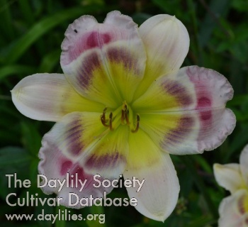 Daylily Watercolor Wishes