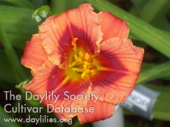 Daylily Wayne and Coral's Love