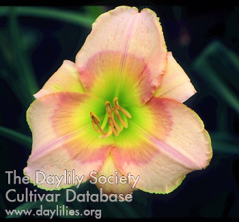 Daylily West for Silver